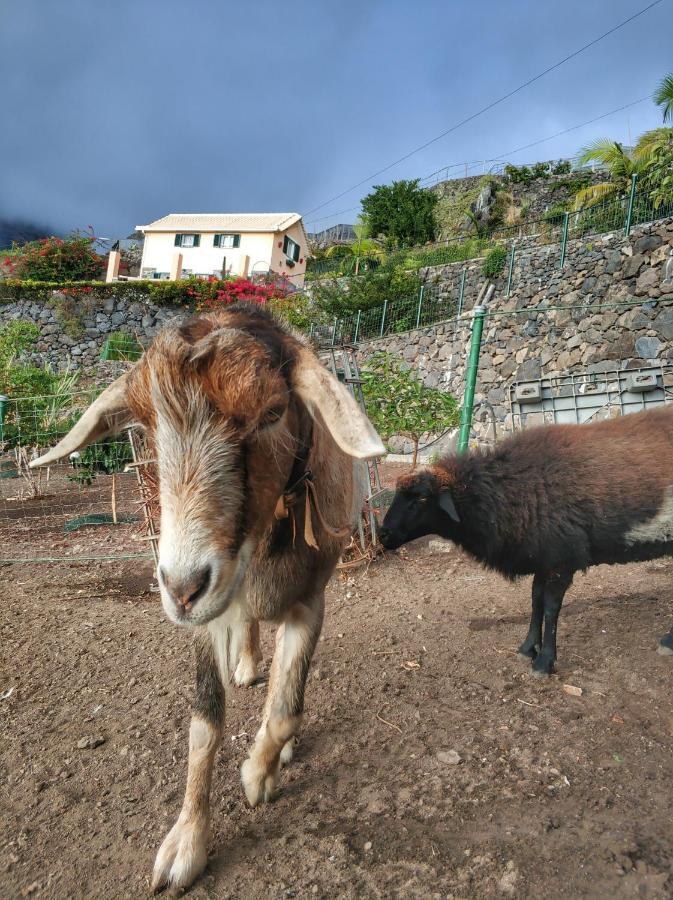 Quinta Terezinha Villa Ribeira Brava Exteriör bild