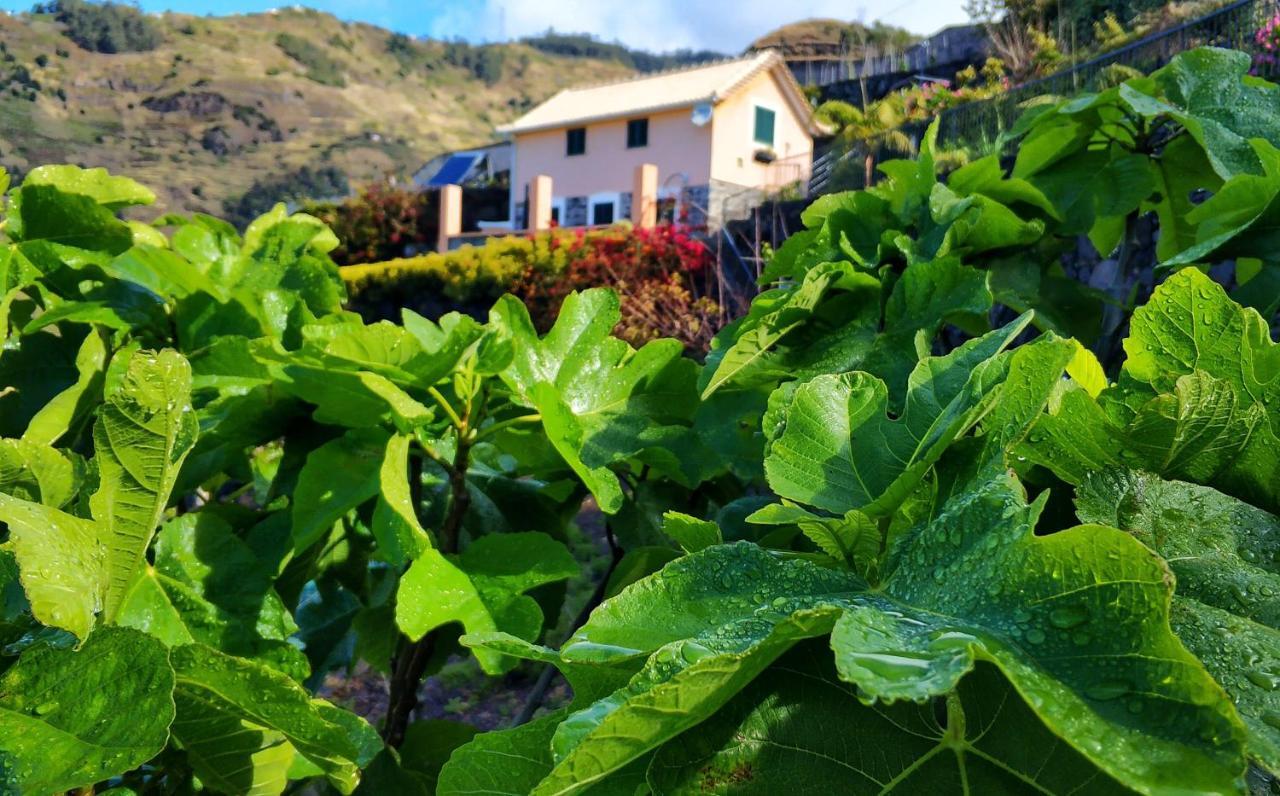 Quinta Terezinha Villa Ribeira Brava Exteriör bild